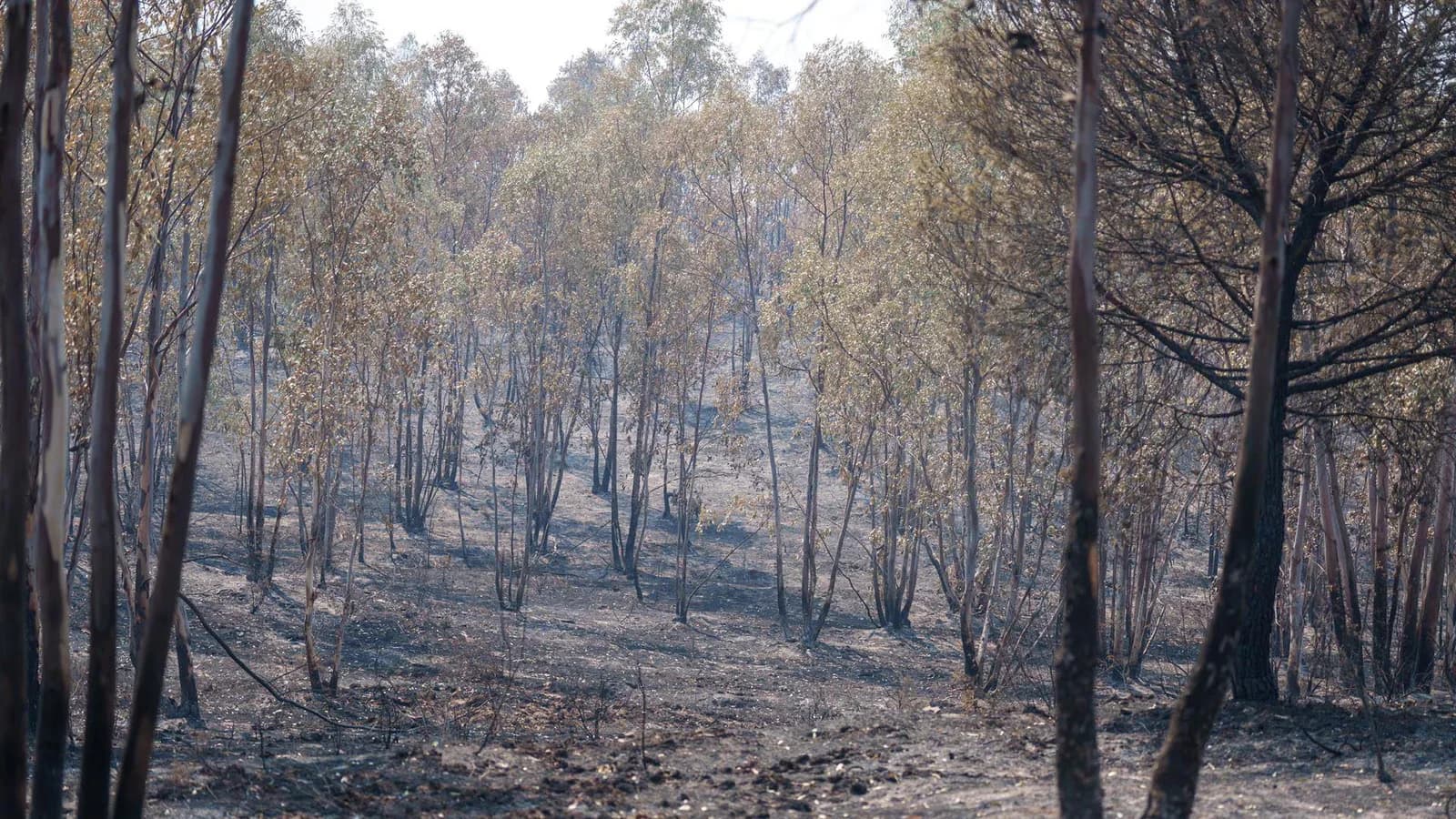 Organizan ayuda para alimentar a los animales afectados por el incendio de Niebla