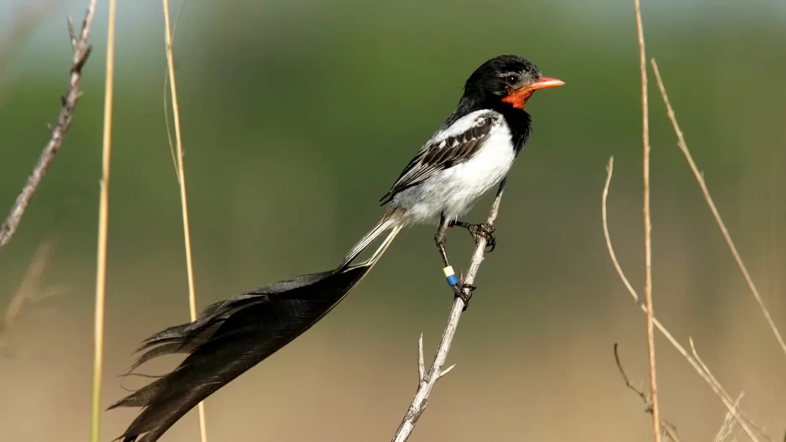 Aves Argentinas cumple 110 años de compromiso con la conservación