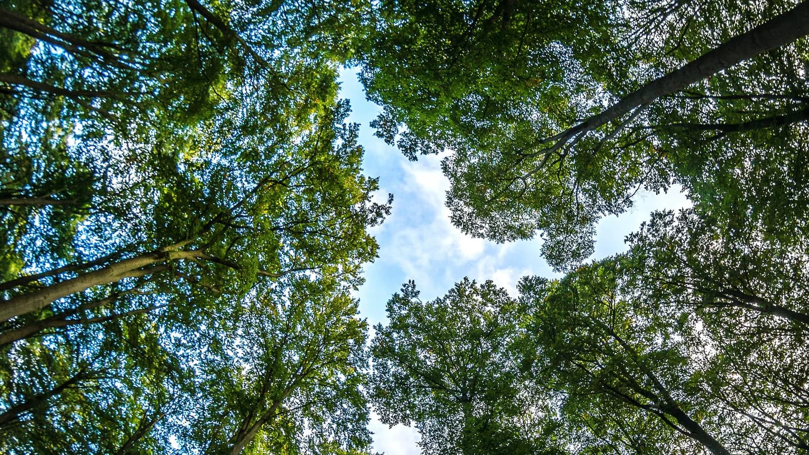 El árbol que abrió una pregunta sobre el cuidado y el porvenir