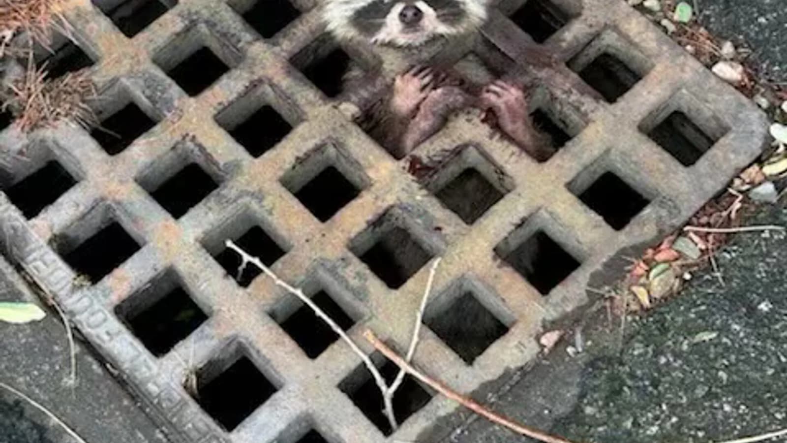 Rescataron a un mapache que había quedado atrapado en una rejilla